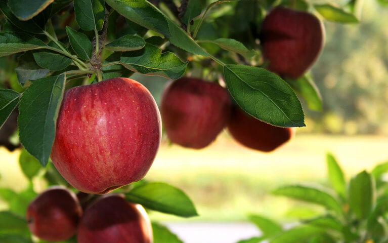 Arboriculture fruitière