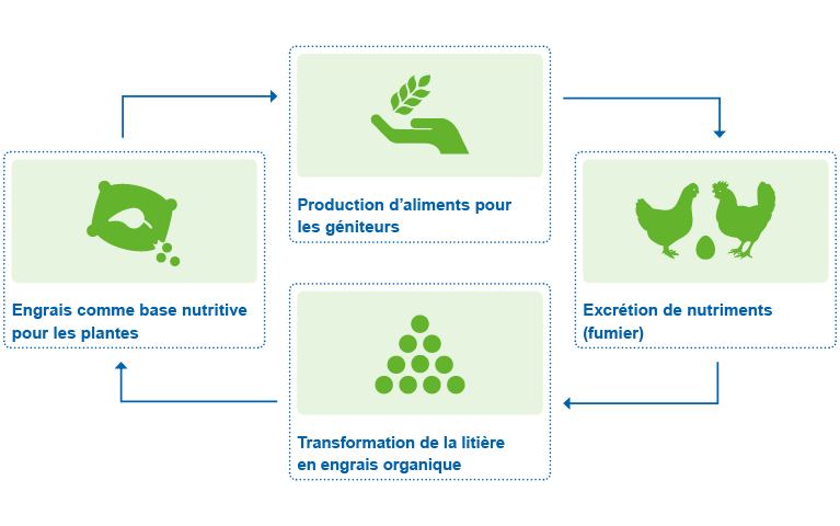 Capacité de t/h de la chaîne de production d'engrais organique de déchets  d'engrais d'oiseau de poulet 1 - 50